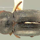 Image of Selenophorus (Selenophorus) breviusculus G. Horn 1880