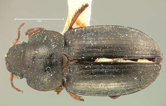 Image of Selenophorus (Selenophorus) breviusculus G. Horn 1880