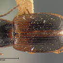 Sivun Bradycellus (Triliarthrus) kirbyi (G. Horn 1883) kuva