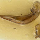 Image of Harpalus (Glanodes) obliquus G. Horn 1880