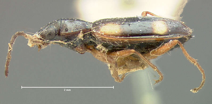 Image of Bembidion (Liocosmius) mundum (Le Conte 1852)