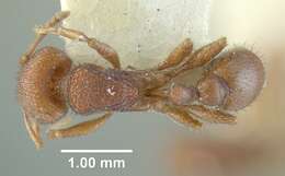 Image of Pogonomyrmex pima Wheeler 1909