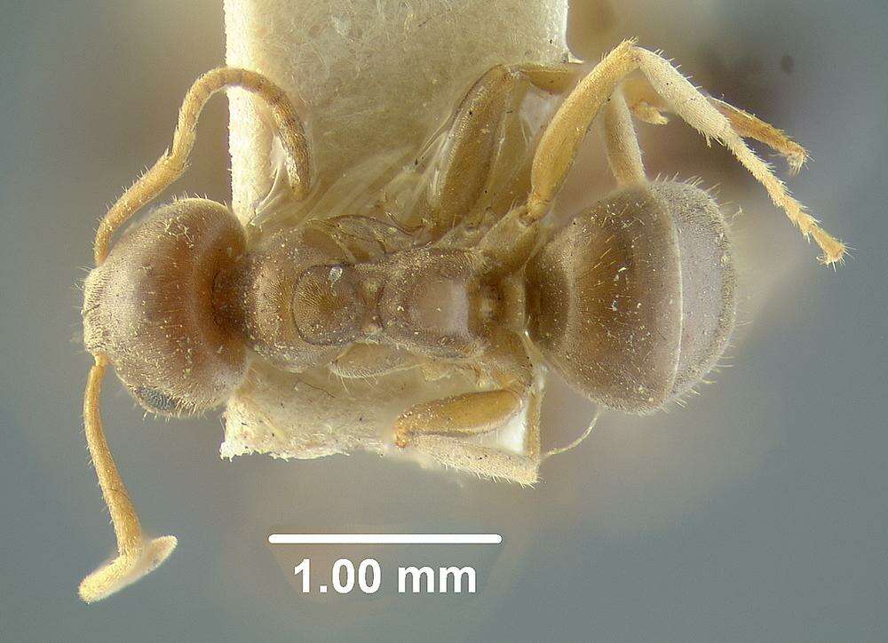 Imagem de Myrmica tahoensis Weber 1948