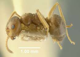 Imagem de Myrmica tahoensis Weber 1948