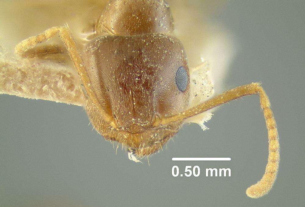 Imagem de Myrmica tahoensis Weber 1948