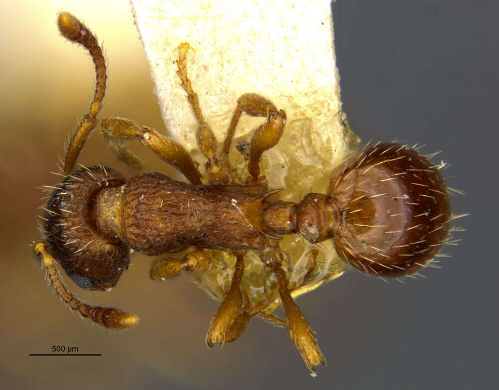 Image of Myrmica discontinua Weber 1939