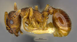 Image of Myrmica discontinua Weber 1939