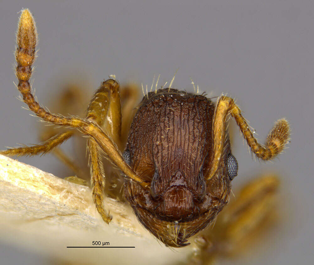 Image of Myrmica discontinua Weber 1939