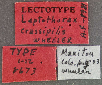 Image of Leptothorax crassipilis Wheeler 1917