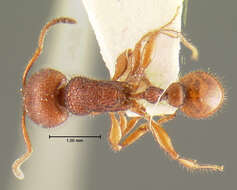 Image of Pogonomyrmex imberbiculus Wheeler 1902