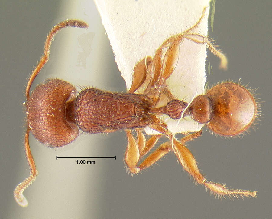 Image of Pogonomyrmex imberbiculus Wheeler 1902