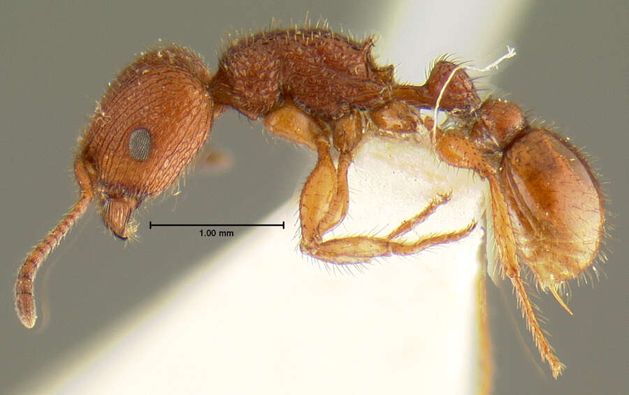 Image of Pogonomyrmex imberbiculus Wheeler 1902