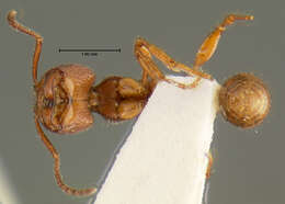 Image of Pogonomyrmex imberbiculus Wheeler 1902