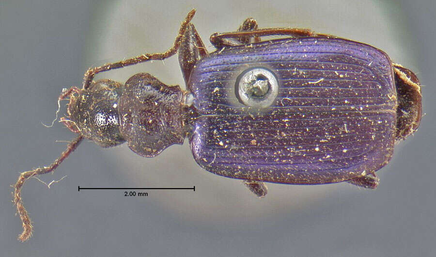 Sivun Tecnophilus croceicollis croceicollis (Ménétriés 1843) kuva