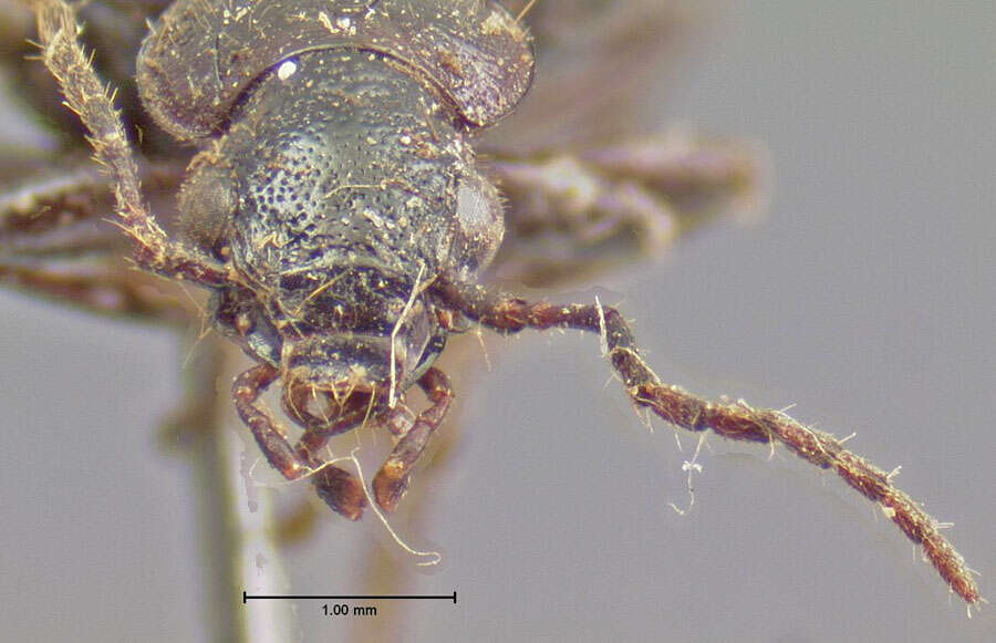 Sivun Tecnophilus croceicollis croceicollis (Ménétriés 1843) kuva