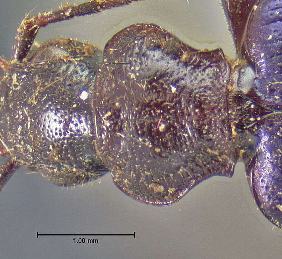 Image of Tecnophilus croceicollis croceicollis (Ménétriés 1843)