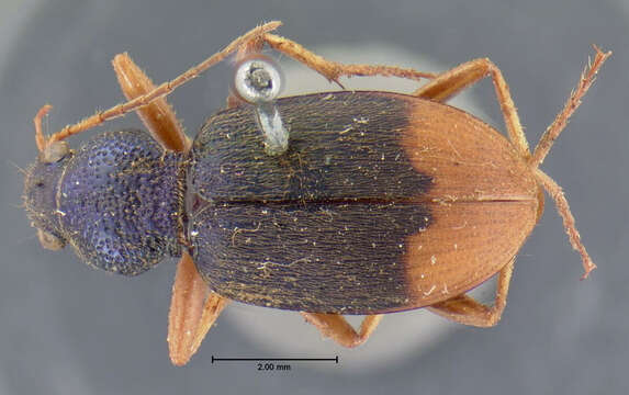 Image of Vivid Metallic Ground Beetles