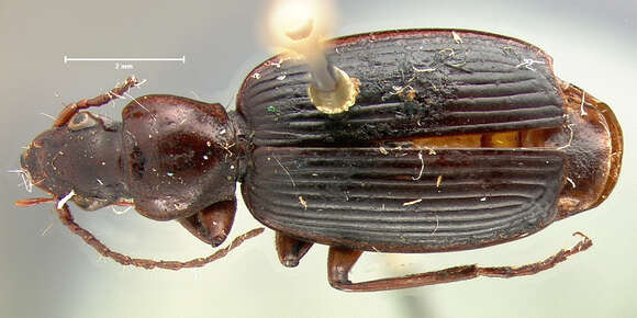 Pinacodera sulcipennis G. Horn 1881的圖片