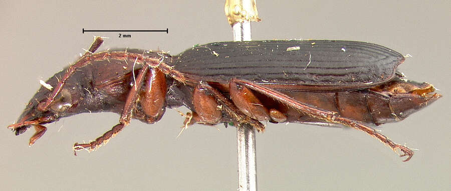 Plancia ëd Pinacodera sulcipennis G. Horn 1881