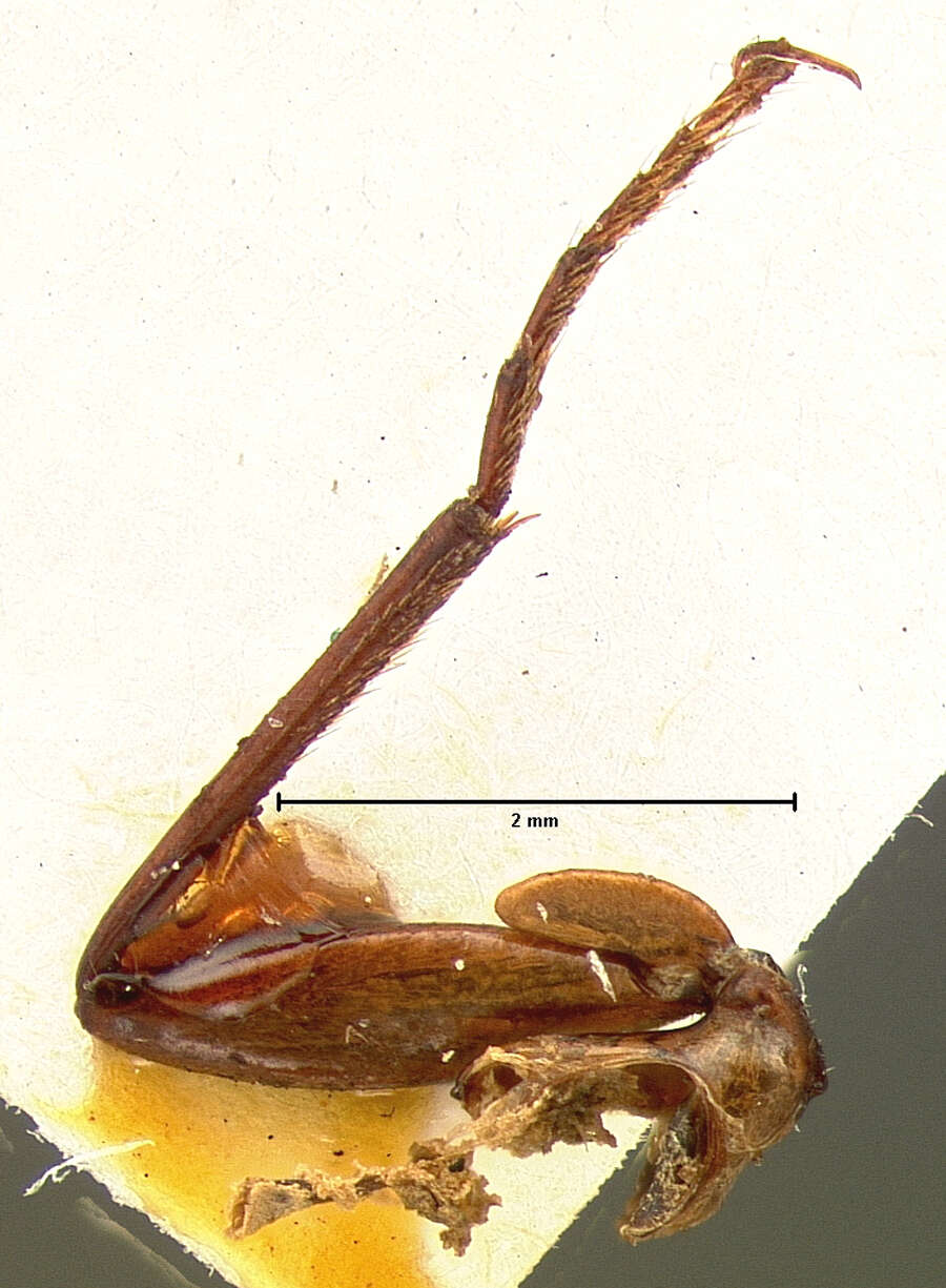 Plancia ëd Pinacodera sulcipennis G. Horn 1881