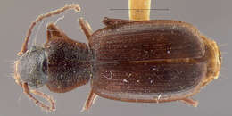 Imagem de Cymindis (Cymindis) californica G. Horn 1895