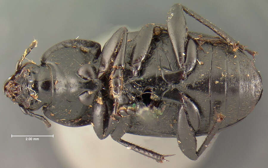 Image de Chlaenius (Agostenus) caeruleicollis Chaudoir 1876
