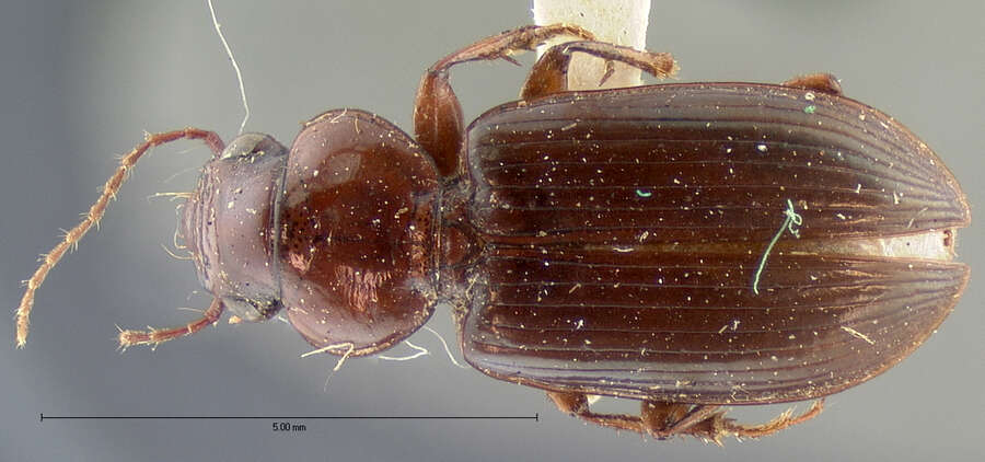 Слика од Discoderus cordicollis G. Horn 1891