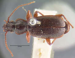 Image of Cymindis (Cymindis) cribricollis Dejean 1831