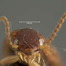 صورة Bradycellus (Stenocellus) nigriceps Le Conte 1869