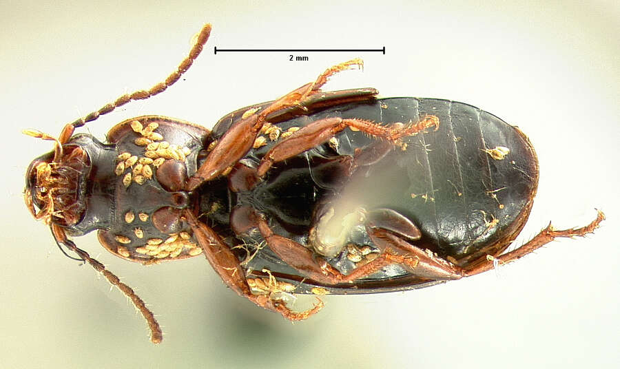 Image of Bradycellus (Triliarthrus) lugubris (Le Conte 1847)