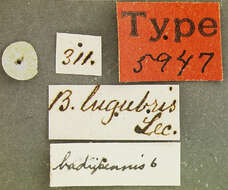 Image of Bradycellus (Triliarthrus) lugubris (Le Conte 1847)