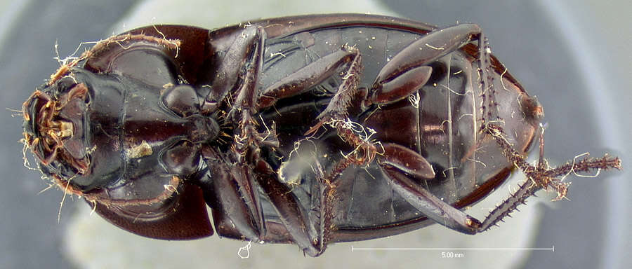 Anisodactylus (Gynandrotarsus) merula (Germar 1824) resmi