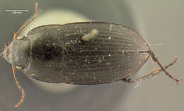 Anisodactylus (Gynandrotarsus) merula (Germar 1824) resmi