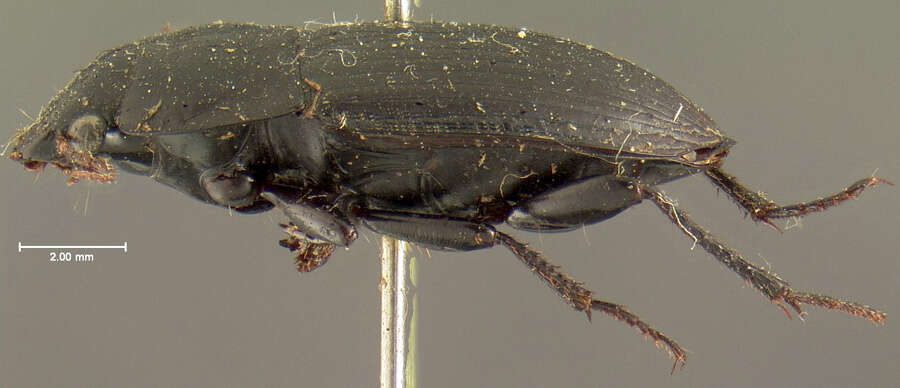 Anisodactylus (Gynandrotarsus) merula (Germar 1824) resmi