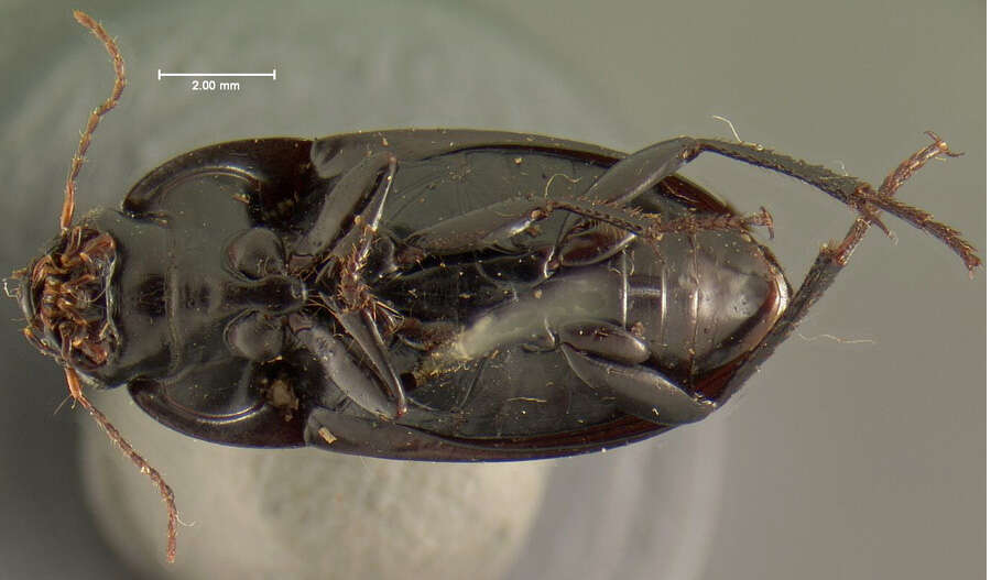 Anisodactylus (Gynandrotarsus) merula (Germar 1824) resmi