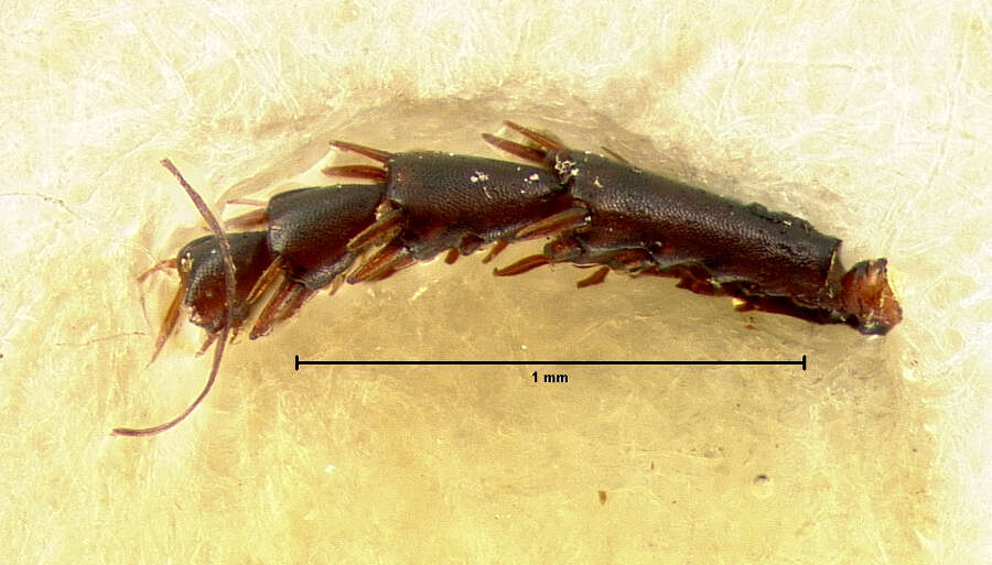 Anisodactylus (Gynandrotarsus) merula (Germar 1824) resmi