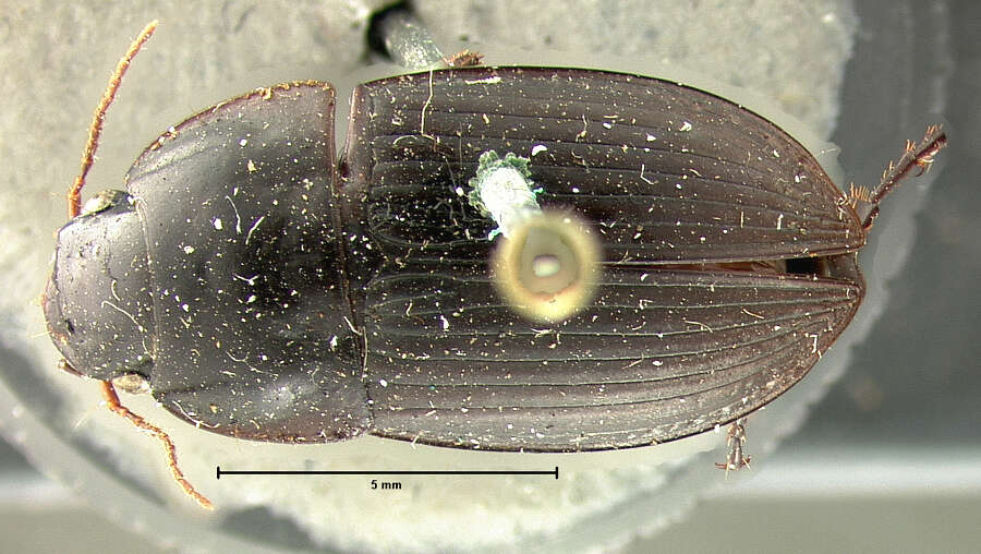 Anisodactylus (Gynandrotarsus) merula (Germar 1824) resmi