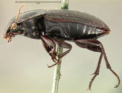 Anisodactylus (Gynandrotarsus) merula (Germar 1824) resmi