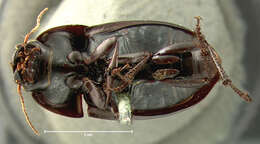 Anisodactylus (Gynandrotarsus) merula (Germar 1824) resmi