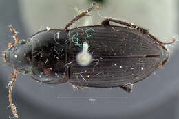 Anisodactylus (Anisodactylus) furvus Le Conte 1863 resmi