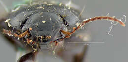 Image de Anisodactylus (Anisodactylus) furvus Le Conte 1863