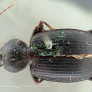 Sivun Agonum (Olisares) cyclifer (Bates 1884) kuva