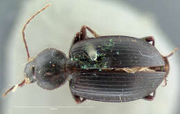 Image of Agonum (Olisares) cyclifer (Bates 1884)