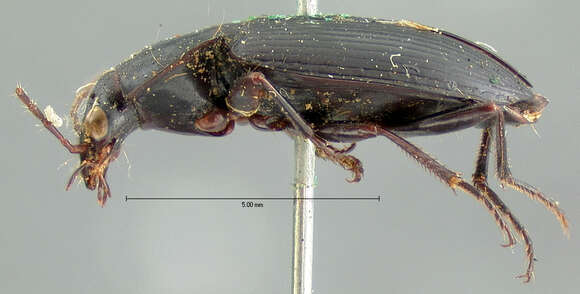 Image of Agonum (Olisares) cyclifer (Bates 1884)