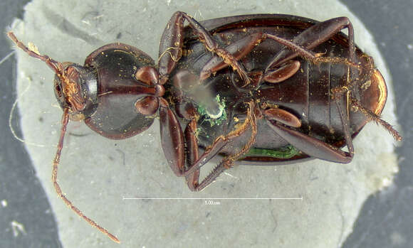 Image of Agonum (Olisares) cyclifer (Bates 1884)