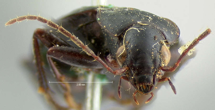 Image of Agonum (Olisares) cyclifer (Bates 1884)