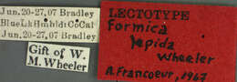 Image of Formica lepida Wheeler 1913