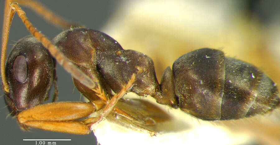 Image of Negro ant