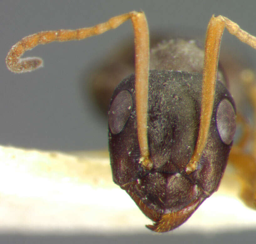 Image of Negro ant