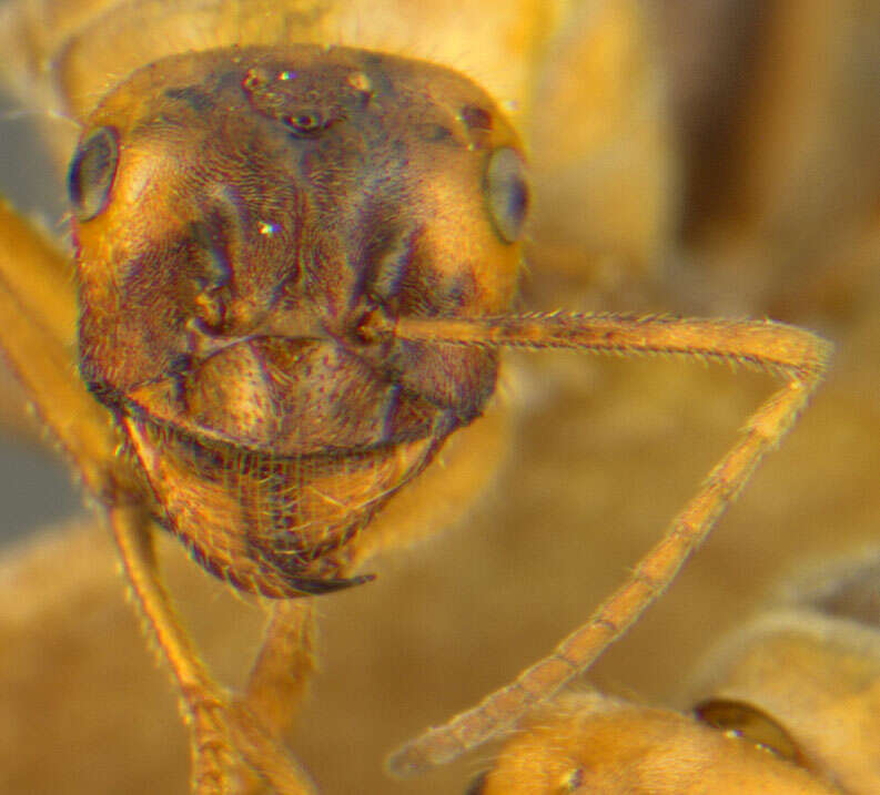 Image of Myrmecocystus mendax Wheeler 1908